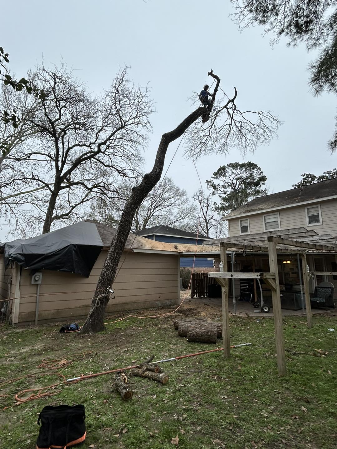 Backyard tree removal service in Pearland TX