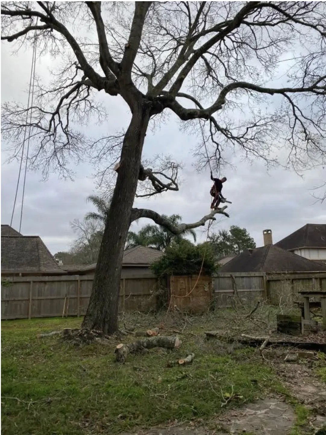 Residential tree removal in Pearland TX neighborhood
