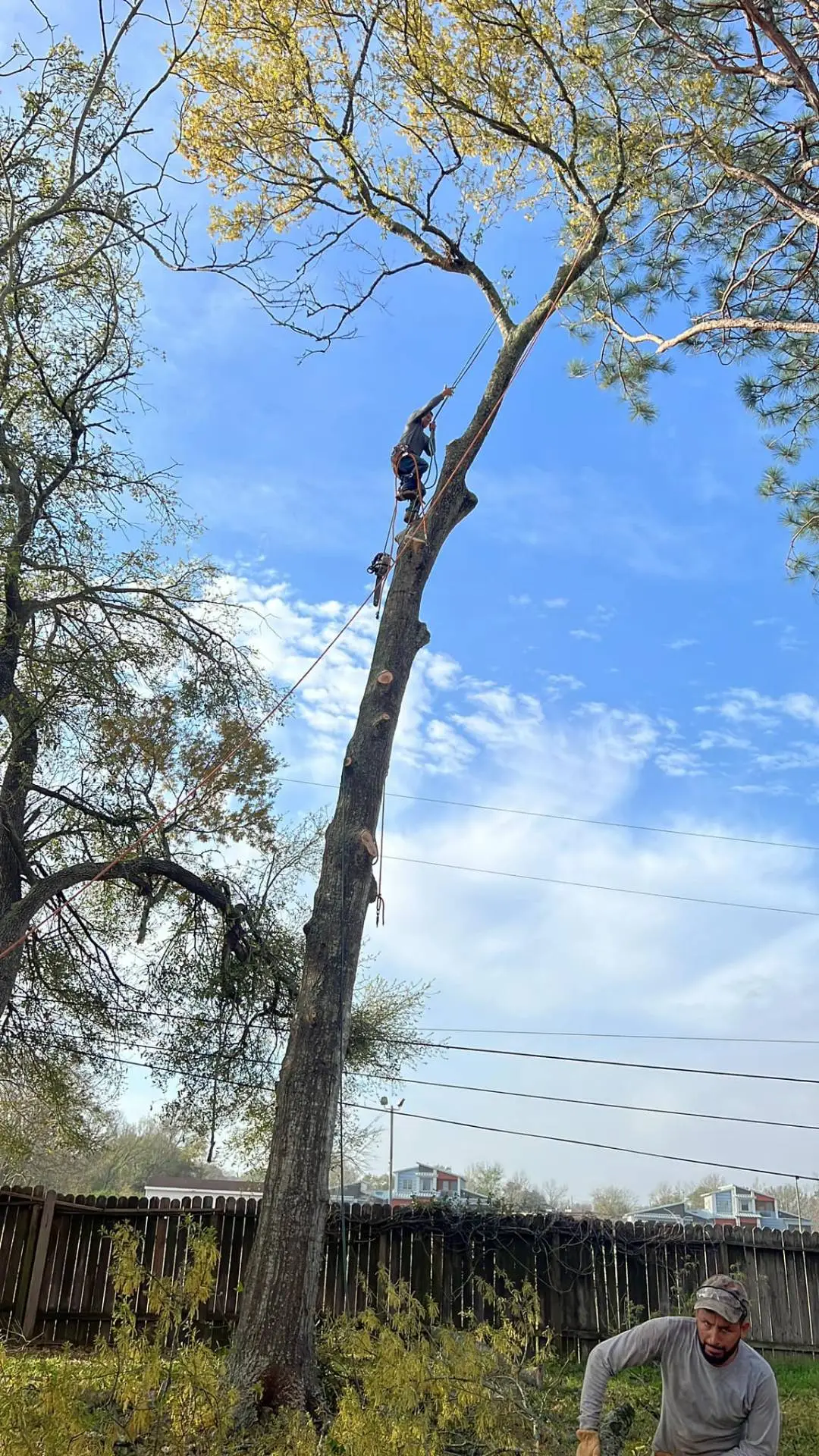 Professional tree climber trimming tall tree in Pearland TX