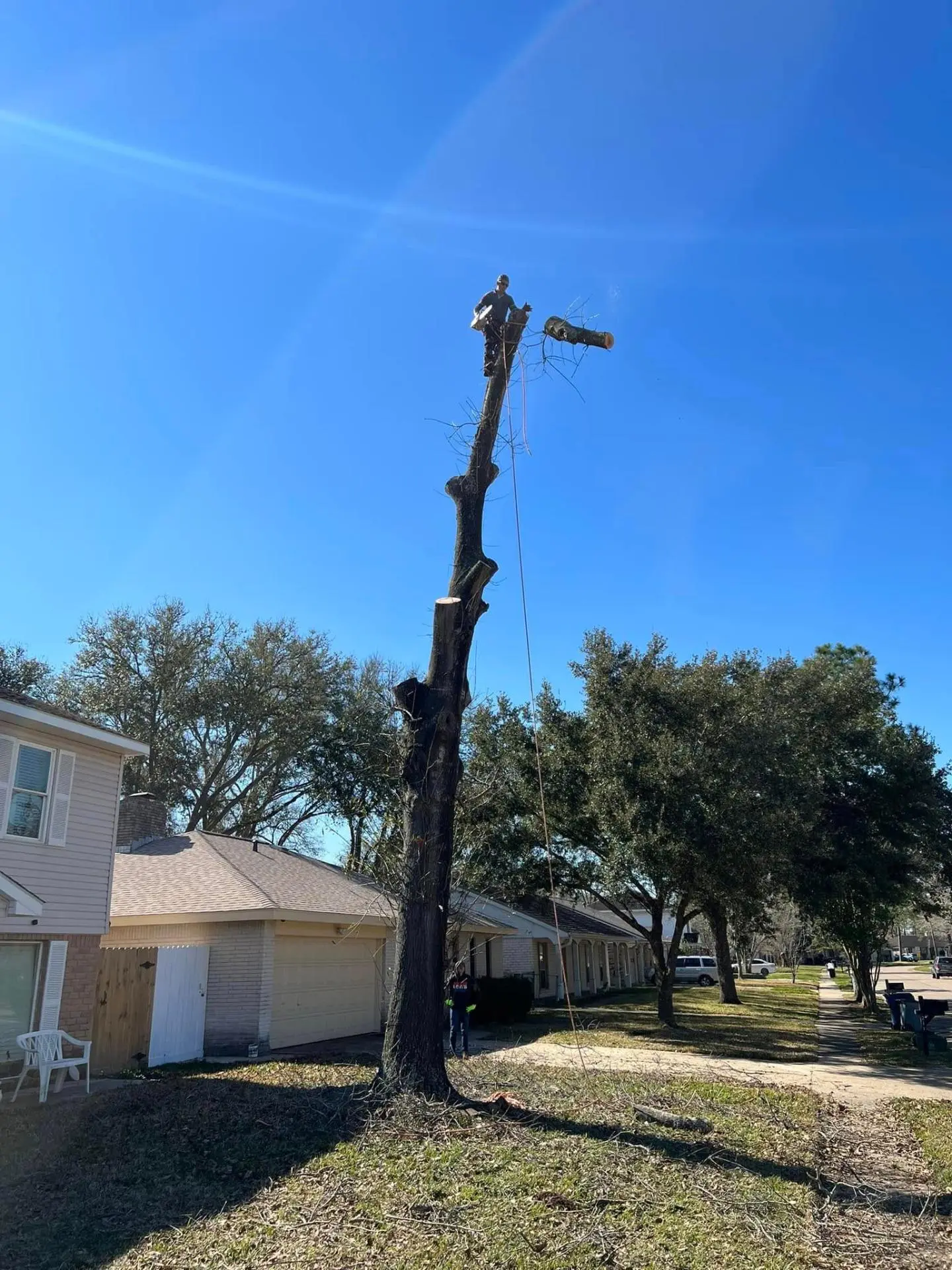 Tall pine tree removal in Pearland TX