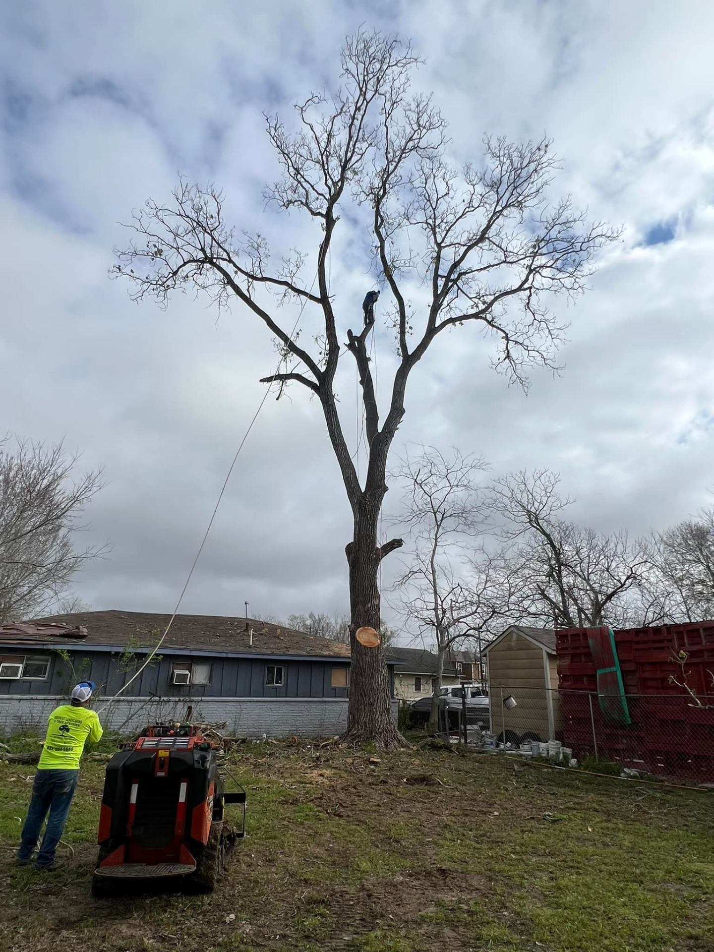 Large scale tree removal project in Pearland Texas