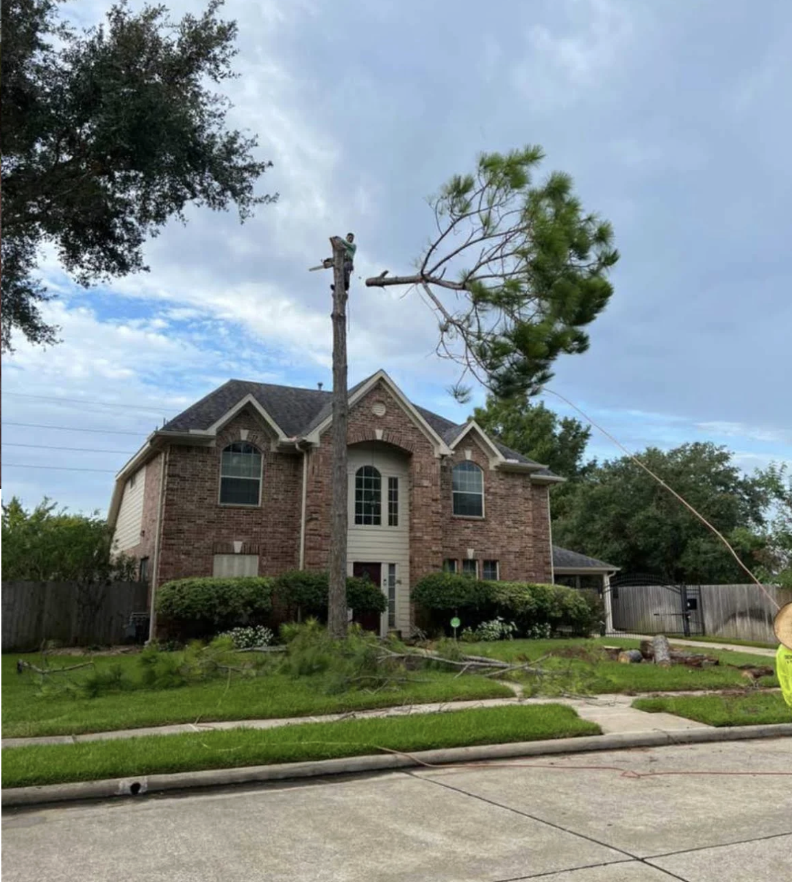 Green Cut Tree Services professional arborist crew in Pearland