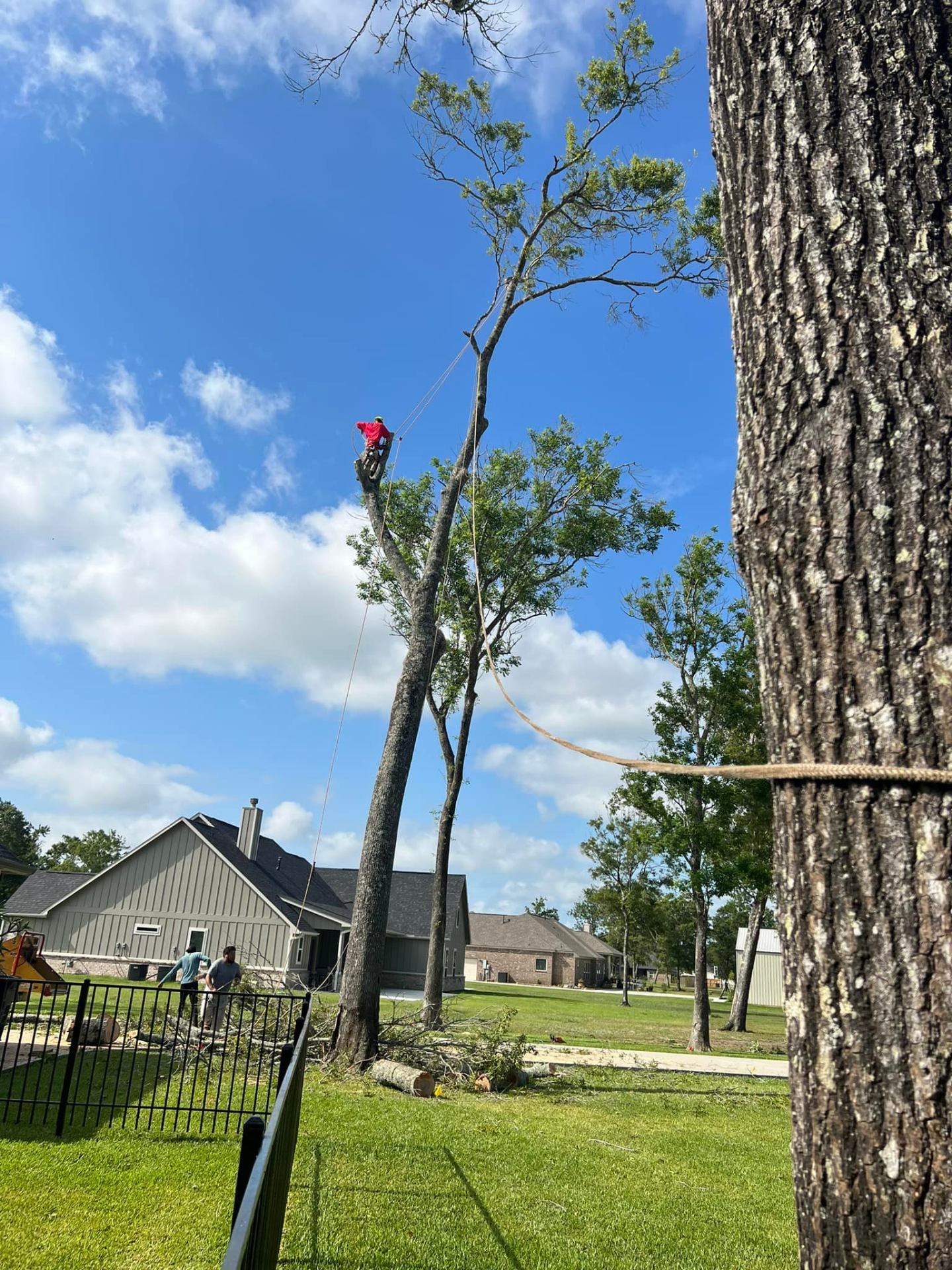 Residential tree trimming service in Pearland TX